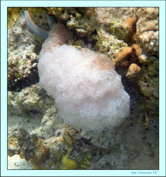 209   07   Sibuan 09